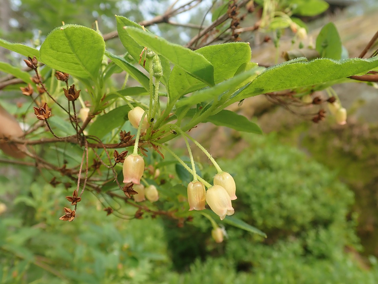 R. pilosum (formerly Menziesia)